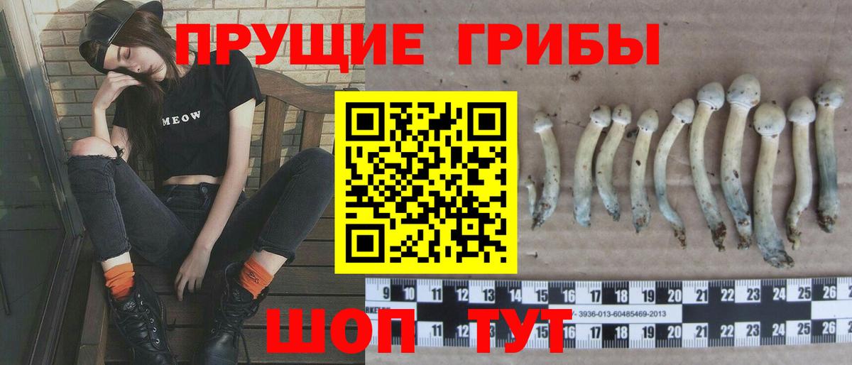 Псилоцибиновые грибы GOLDEN TEACHER  Минеральные Воды  даркнет сайт  Галлюциногенные грибы мицелий 